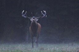 CERF_20150921_IMG_4233