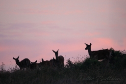 CERF_20160707_WALB8687