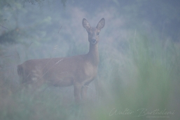 CHEVREUIL_20160806_WALB9662