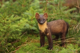 MARTRE_20170827_WALB3112