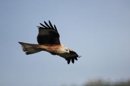 OISEAUX_20161006_IMG_5701