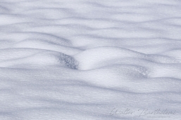 PAYSAGE_20150204_WALB6310