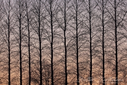 PAYSAGE_20160318_IMG_0617