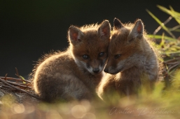 RENARD_20100520_WALB8344