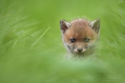 RENARD_20110506_WALB0279