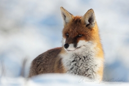 RENARD_20120201_IMG_4390