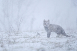 RENARD_20150124_WALB5304