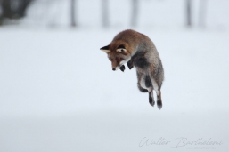 RENARD_20150209_IMG_8025