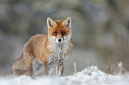 RENARD_20150222_IMG_9267