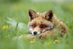 RENARD_20150429_IMG_4877