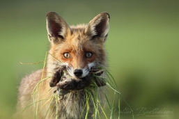 RENARD_20150607_IMG_1644