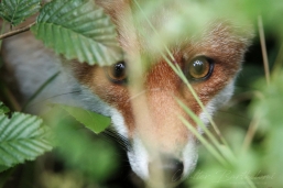 RENARD_20150828_WALB0377