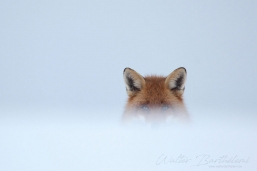 RENARD_20160120_IMG_7032