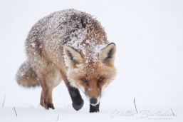 RENARD_20160307_WALB3907