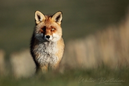 RENARD_20160312_IMG_0008