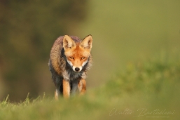 RENARD_20160501_WALB5986