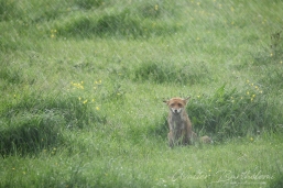 RENARD_20160607_WALB7552