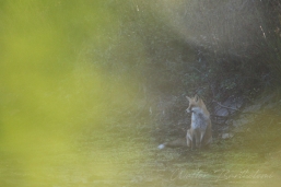 RENARD_20161004_WALB6410