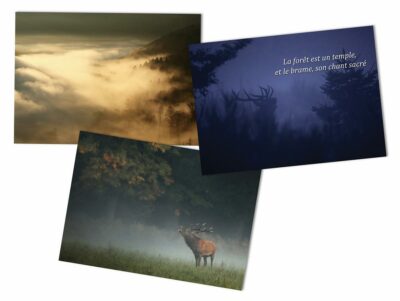 Livre « Le brame éternel" – Image 8