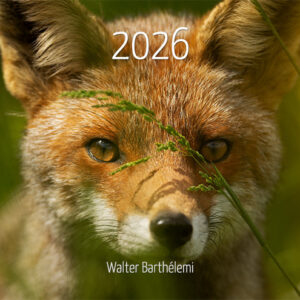 Calendrier "Renard roux" 2026