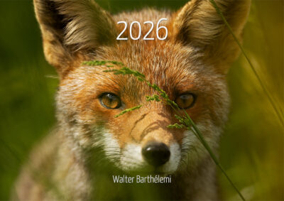Calendrier "Renard roux" 2026