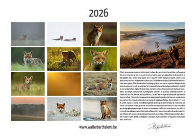 Calendrier "Renard roux" 2025
