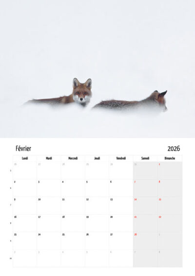Calendrier "Renard roux" 2026