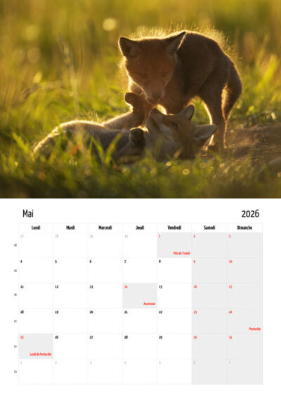 Calendrier "Renard roux" 2026
