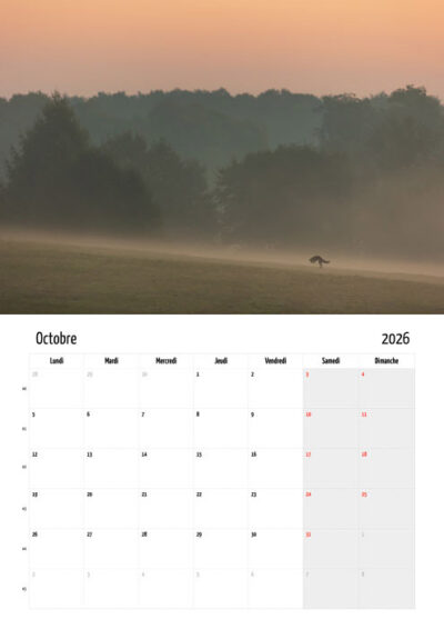 Calendrier "Renard roux" 2026