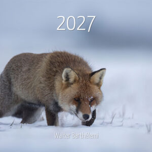 Calendrier "Renard roux" 2027