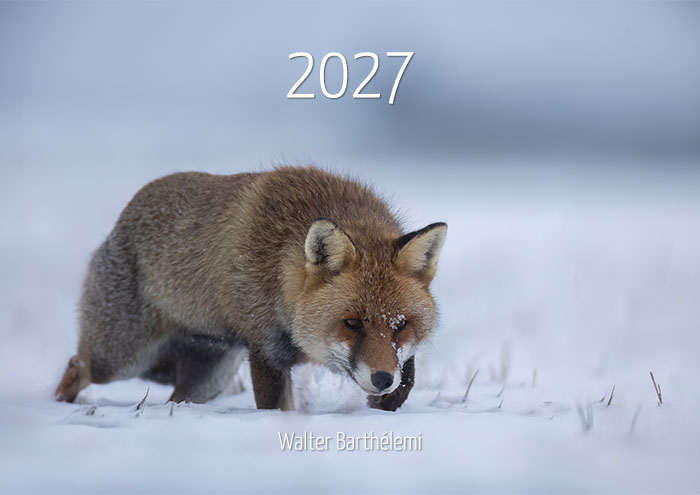 Calendrier "Renard roux" 2027