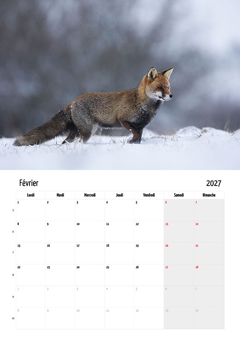 Calendrier "Renard roux" 2027