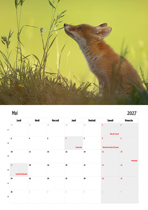 Calendrier "Renard roux" 2027