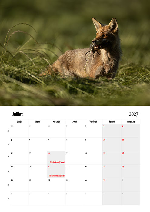 Calendrier "Renard roux" 2027